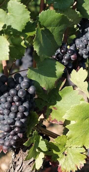 Close-up of ripe dark grapes hanging on the vine.