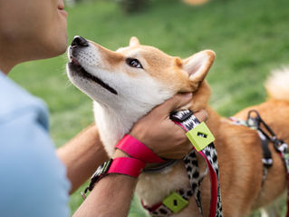 Un chien et son maître qui lui enlève son Harnais