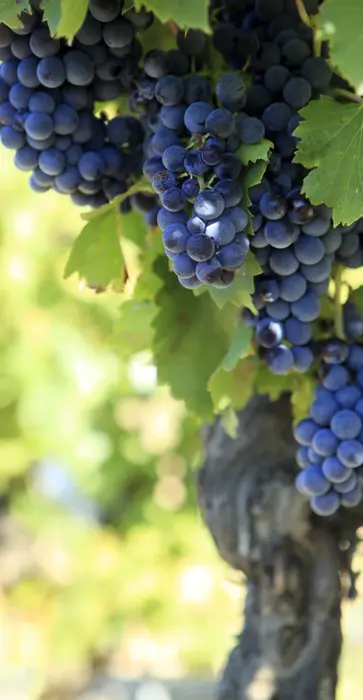 Close-up of ripe grapes on the vine