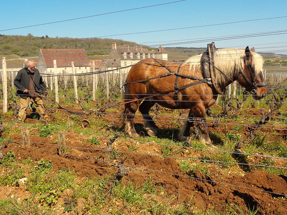 Laboureur clos vougeot