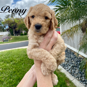 April 2020 Litter