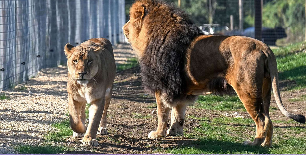 Johnsons Of Old Hurst Zoo