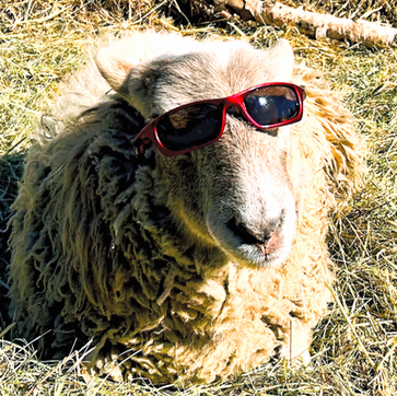 sheep with sunglasses