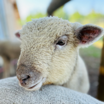lamb portrait