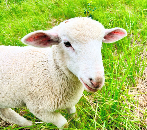 lamb