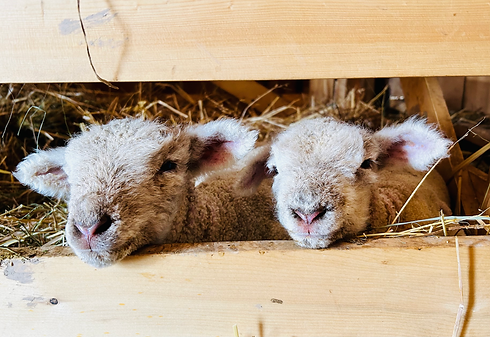 baby lambs