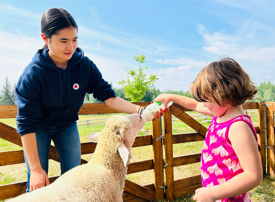 children feeding lamb