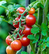 Screen Shot 2025-02-24 at 3.05.20 pm.png