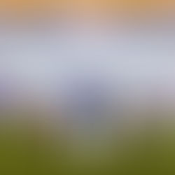 Dari Talkshow sampai Parade Kostum, IIPE 2025 Hadirkan Festival Pet Paling Interaktif Tahun Ini