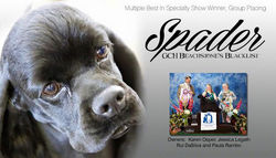 July statistics are out ...  Spader has landed in the number 11 spot both breed and all breed points