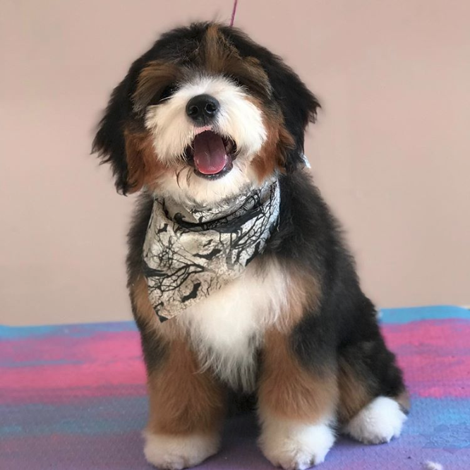 The Perfect Paw - Salon and Spa