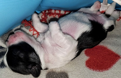 asia baby cookies n cream on back