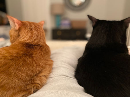 The More Difficult Way: Life Lessons From My Cats
