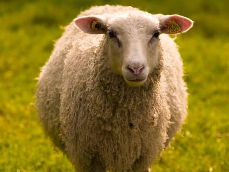 Authentic Connection and a Goat Named Grace