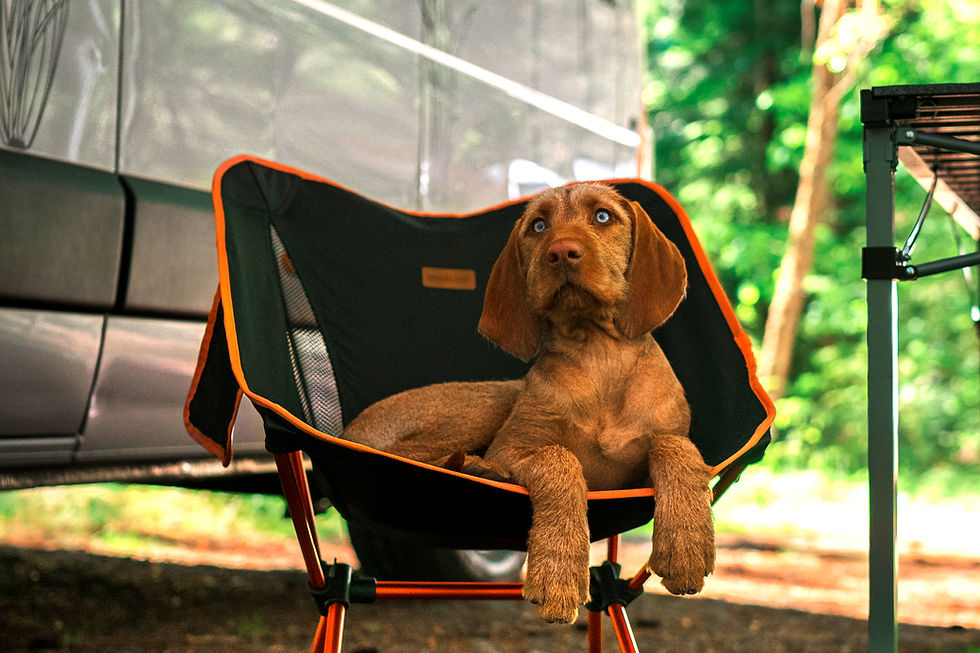 Cute-dog-on-camping-trip-1403292372_3000x2000_edited.jpg