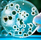 Mold Testing Suffolk County.jpg