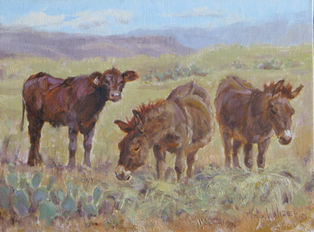 A young angus calf is forced to share lunch with a couple donkeys