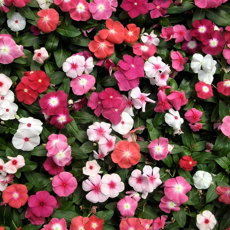 periwinkle-tall-mix-2.webp