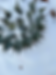 GROW Boulder - Parrys Agave.png