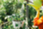 close-up-gardener-hand-pouring-water-hanging-potted-plant