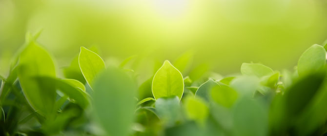 close-up-of-nature-view-green-leaf-on-bl