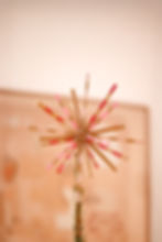 étoile de noel sapin