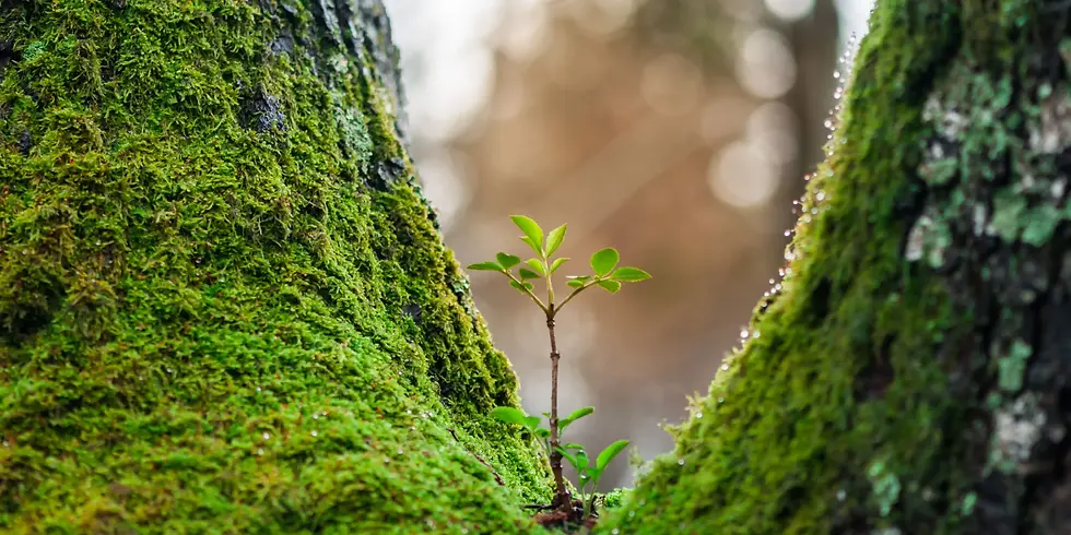 Banner imagenes web earth repair 2.webp