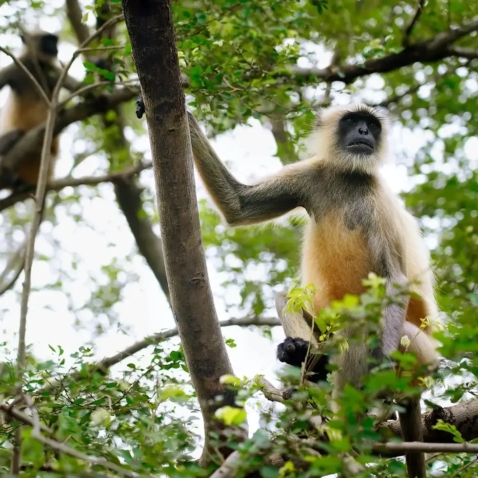 Banner imagenes biodiversity moket.webp