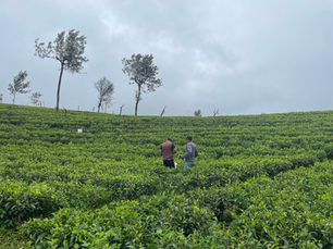 Earth Repair in Action: Launching the TSHADE Restoration Carbon Project in Sri Lanka π±π°