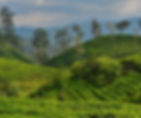 Photo earth repair webis.jpg