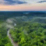ES website photo forest.webp