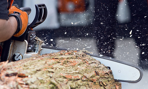 Logger cutting wood with chainsaw