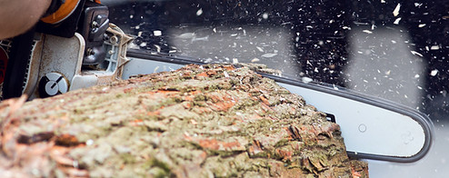 Logger cutting wood with chainsaw