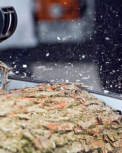 Logger cutting wood with chainsaw