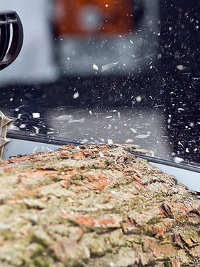 Logger cutting wood with chainsaw