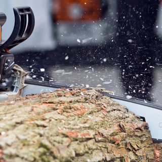 Logger cutting wood with chainsaw