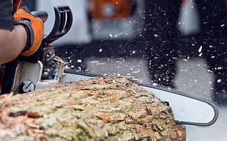 Logger cutting wood with chainsaw