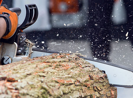 Logger cutting wood with chainsaw