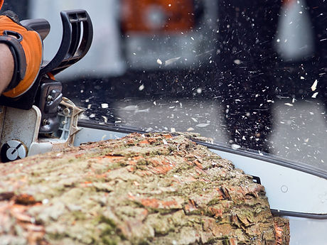 tree trimming and tree removal services
