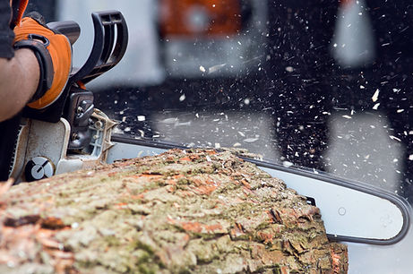 Logger cutting wood with chainsaw