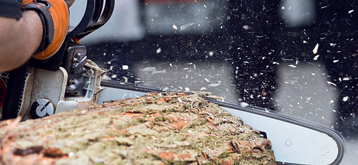 Logger cutting wood with chainsaw