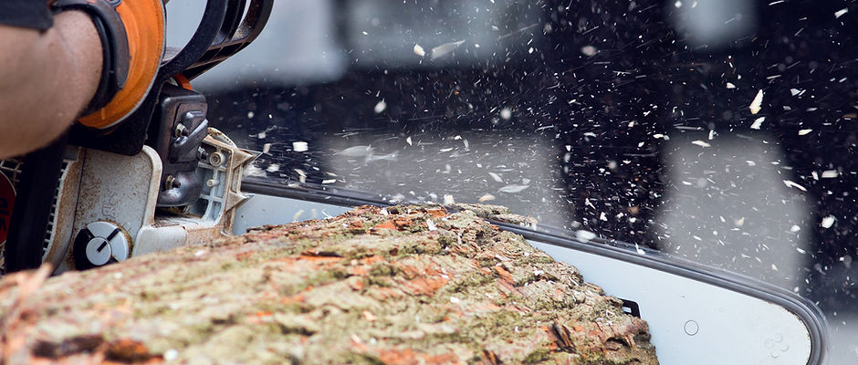 Logger cutting wood with chainsaw