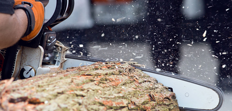 Logger cutting wood with chainsaw