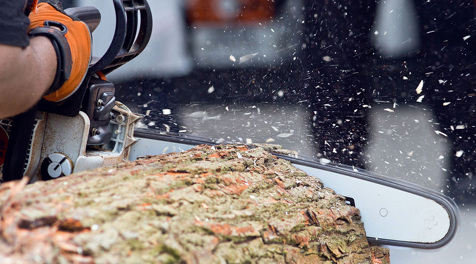 Logger cutting wood with chainsaw