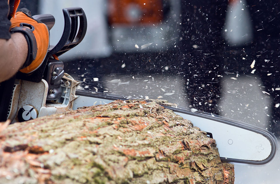 Logger cutting wood with chainsaw