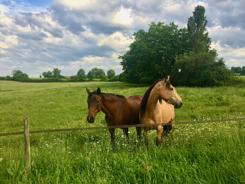 Petit Clos horses