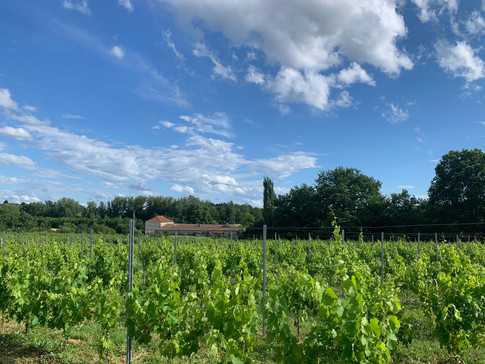 Petit Clos Berticot vineyard wine
