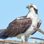 Writer: Claremont Foreshore User
