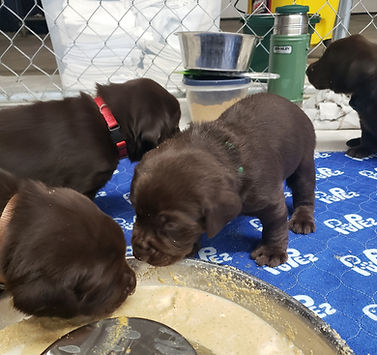 Stella's past litter