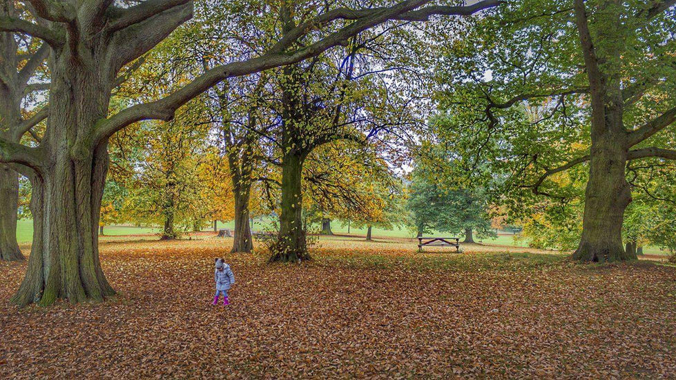 37 Playing in the Leaves.jpg